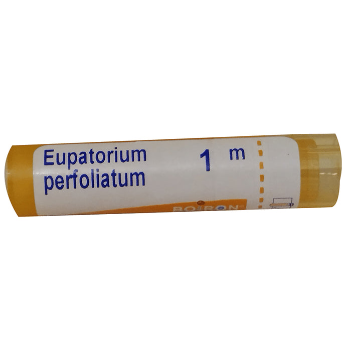 Boiron Eupatorium Perfoliatum Pellets 1M - Nibasu
