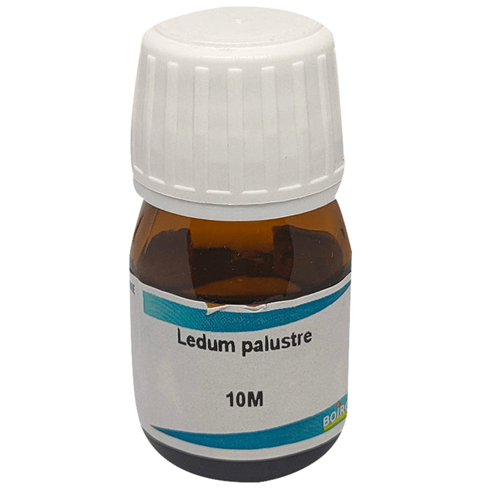 Boiron Ledum Palustre Dilution 10M - Nibasu