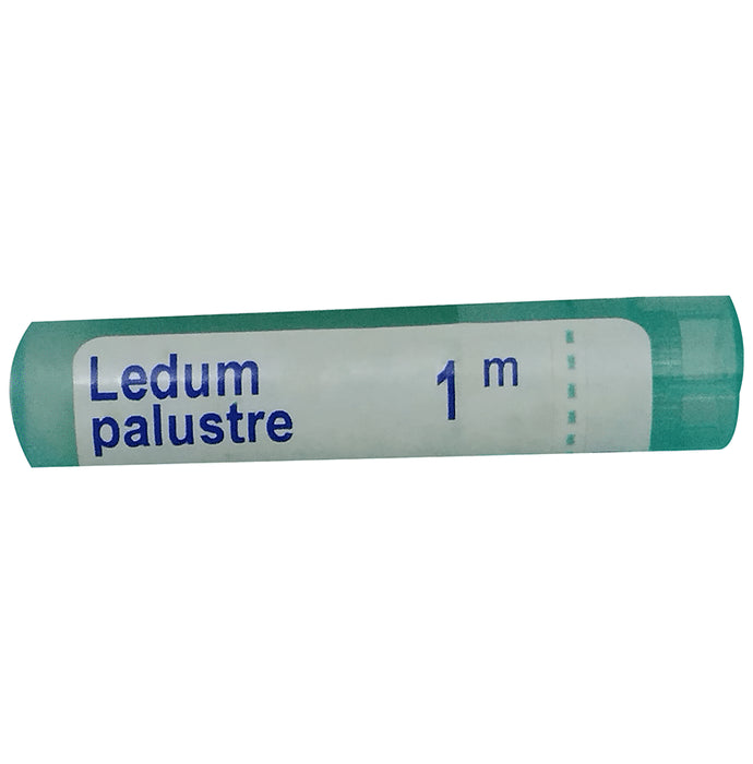 Boiron Ledum Palustre Pellets 1M - Nibasu